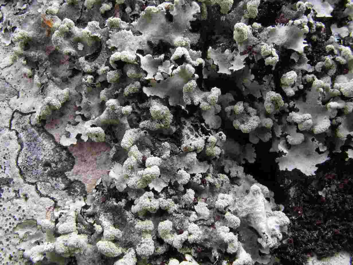 [Parmotrema reticulatum]